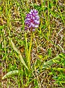 Orchis militaire 9214